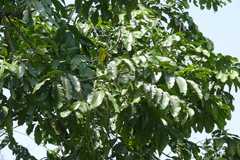 Dysoxylum binectariferum